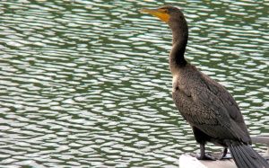 aalschover aan het wachten op zijn maaltje | Chrystal River